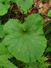 Adenostyles alliariae