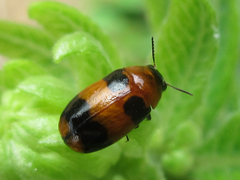 Physosmaragdina nigrifrons