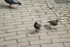 Sturnus vulgaris