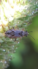 Nysius thymi