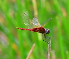 Urothemis signata insignata