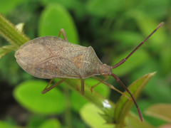Homoeocerus dilatatus