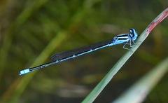Pseudagrion australasiae