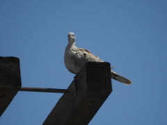 Streptopelia decaocto
