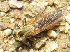 Cophinopoda