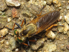 Cophinopoda