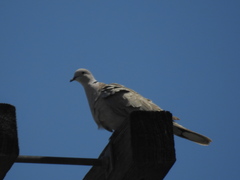 Streptopelia decaocto