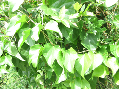Cocculus orbiculatus