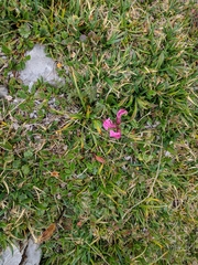 Pedicularis rostratocapitata