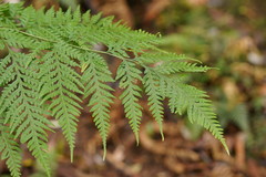 Pteris epaleata