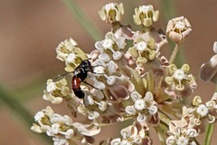 Cylindromyia intermedia