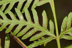 Pteris epaleata
