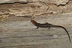 Lampropholis guichenoti