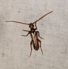 Ortholeptura valida