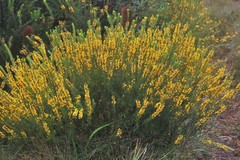Aotus lanigera