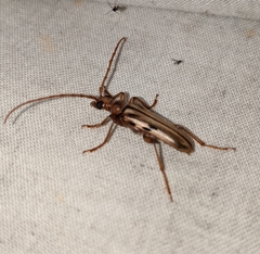Ortholeptura valida