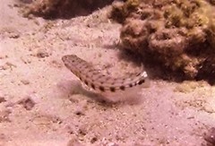 Parapercis clathrata