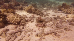 Parapercis clathrata