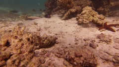 Parapercis clathrata