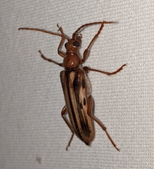 Ortholeptura valida