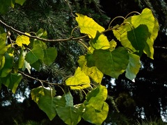 Populus fremontii fremontii