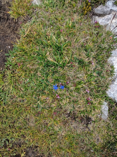 Image of Niedriger Enzian (Gentiana pumila) by (c) Katrin Ellmaier, some rights reserved (CC BY)