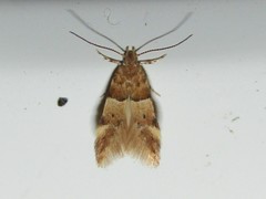 Theisoa constrictella