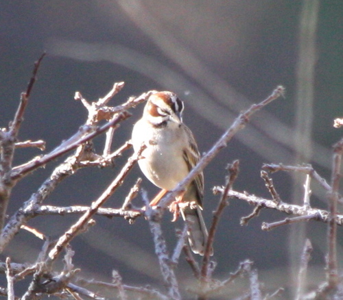 Chondestes grammacus