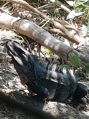 Ctenosaura similis