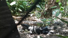 Ctenosaura similis