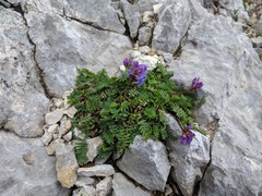 Oxytropis montana
