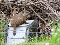 Woodchuck photo 5