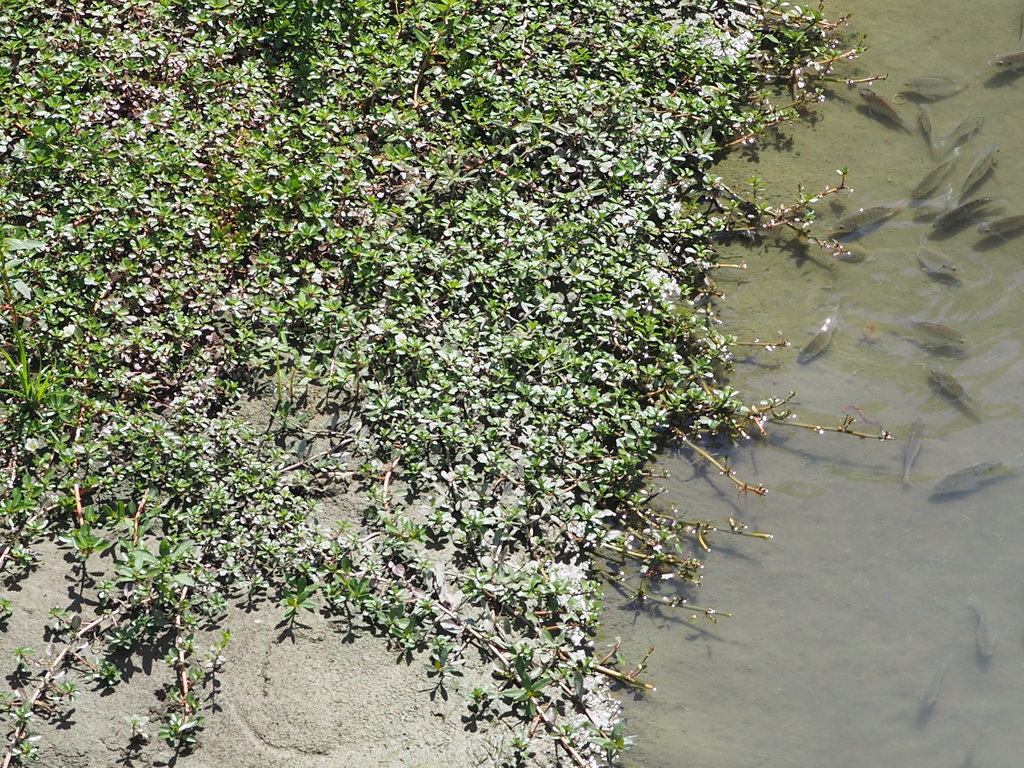 Rau dừa nước – Ludwigia adscendens