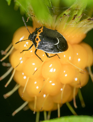 Cosmopepla conspicillaris
