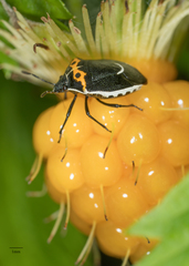 Cosmopepla conspicillaris