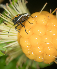 Cosmopepla conspicillaris