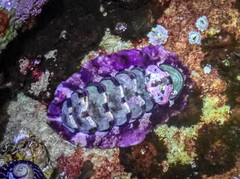 Onithochiton quercinus