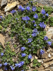 Campanula cenisia