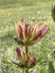 Gentiana × gaudiniana