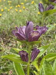 Gentiana
