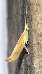 Ypsolopha dentiferella