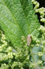 Aphrodes makarovi