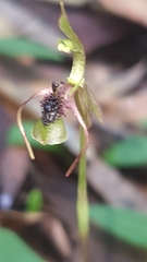 Chiloglottis seminuda