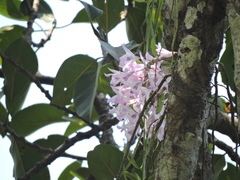 Dendrobium aphyllum
