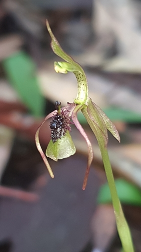Image of Chiloglottis seminuda by (c) Andrew Orme, some rights reserved (CC BY)