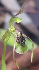 Chiloglottis seminuda
