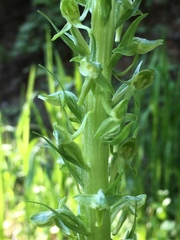 Platanthera sparsiflora