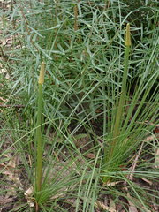 Xanthorrhoea minor minor
