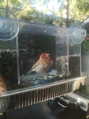 Haemorhous purpureus