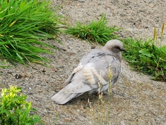 Columba livia domestica